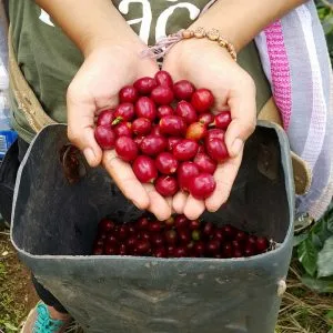 hands-redcherries